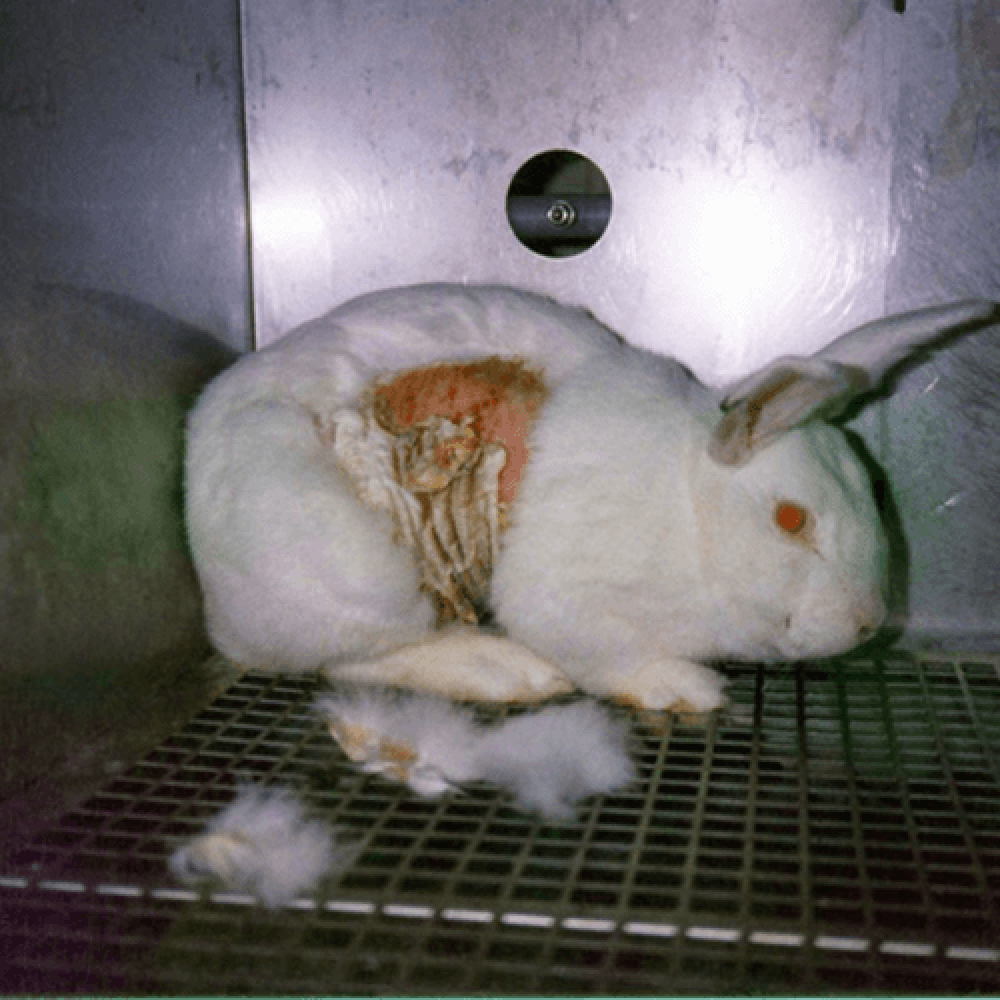 cruelty free, no animal testing, skincare, cosmeceutical
