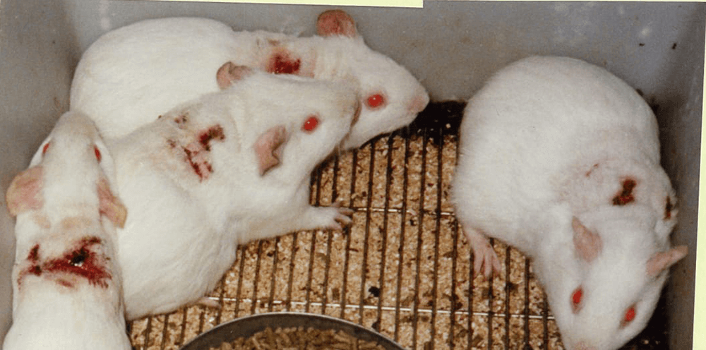 cruelty free, no animal testing, skincare, cosmeceutical