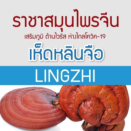 รับ-ผลิต-อาหาร-เสริม-ภูมิ-ต้าน-โควิด-covid-19-บำรุง-สุขภาพ-แคปซูล-เห็ดหลินจือ-ถั่งเช่า-โสม-กระชายดำ