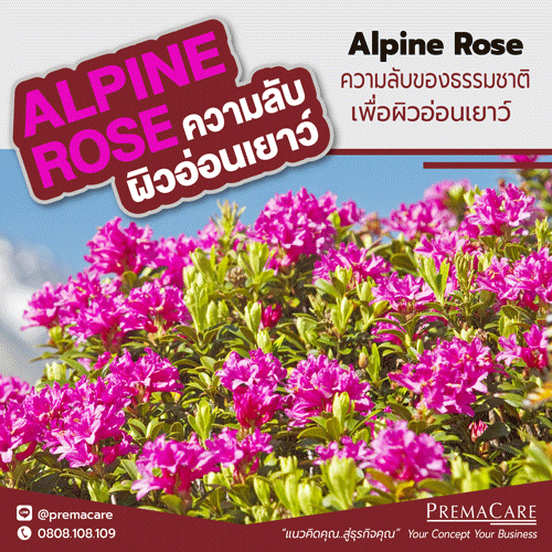 Alpine Rose, Alp Rose Stem Cell Extract จากสเต็มเซลล์กุหลาบ