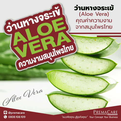 ว่านหางจระเข้ (Aloe Vera) คุณค่าความงาม จากสมุนไพรไทย