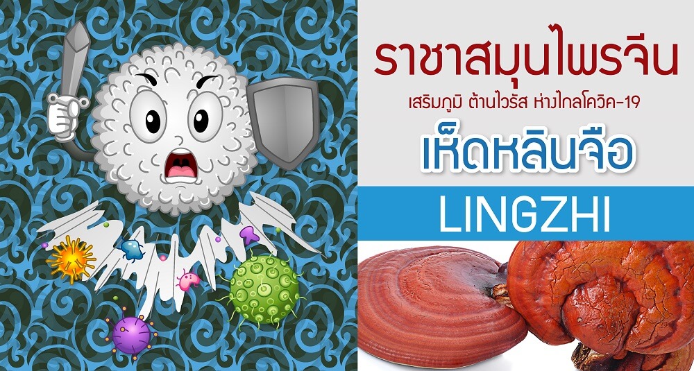 รับ-ผลิต-อาหาร-เสริม-ภูมิ-ต้าน-โควิด-covid-19-บำรุง-สุขภาพ-แคปซูล-เห็ดหลินจือ-ถั่งเช่า-โสม-กระชายดำ