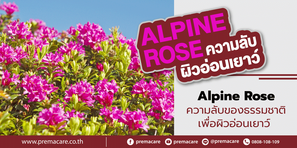 Alpine Rose, Alp Rose Stem Cell Extract จากสเต็มเซลล์กุหลาบ