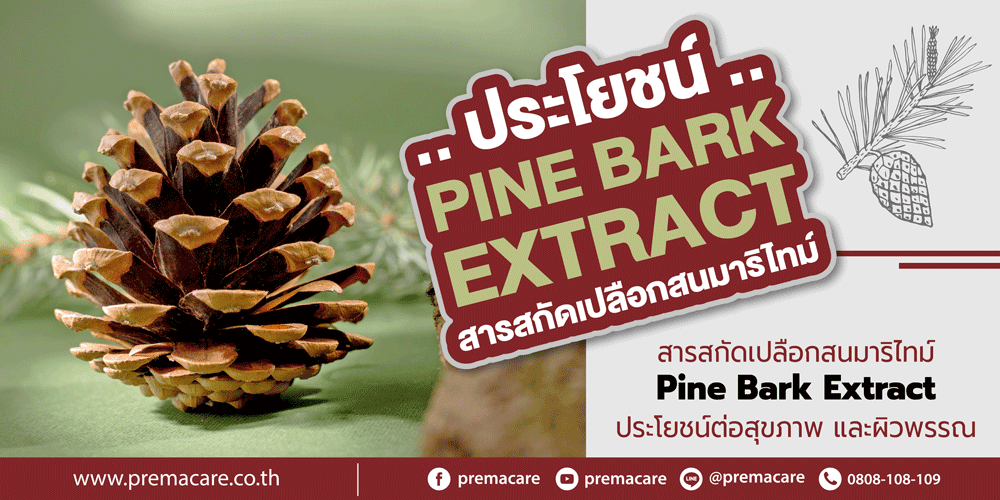 Pycnogenol, Pine Bark Extract, สารสกัดเปลือกสน