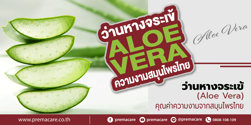 ว่านหางจระเข้, Aloe Vera